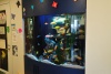 225 Gallon Freshwater Aquarium, New York, USA
